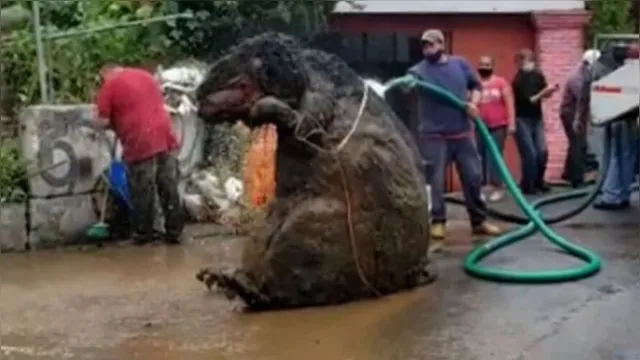 Imagem ilustrativa da notícia "Rato gigante" emerge do esgoto após fortes chuvas. Veja!