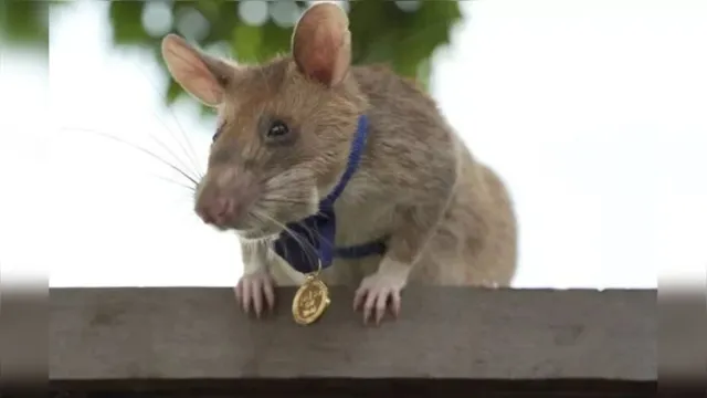 Imagem ilustrativa da notícia Rato gigante recebe medalha por encontrar bombas e salvar vidas; assista!