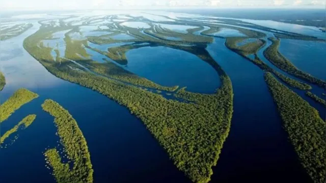 Imagem ilustrativa da notícia Dia da Amazônia: conheça as ações da Vale para preservação do bioma Brasileiro