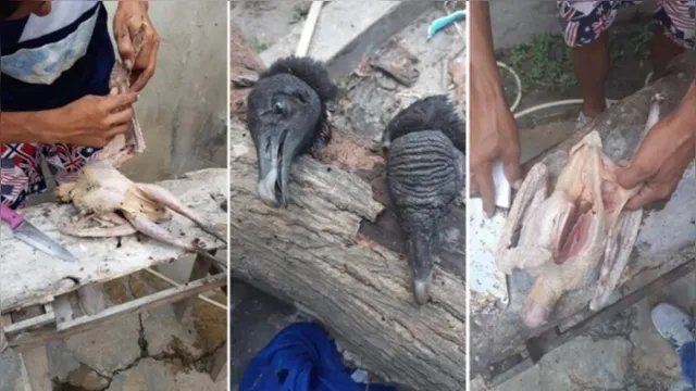 Imagem ilustrativa da notícia Imagens de urubu sendo vendido como galinha ganham a web
