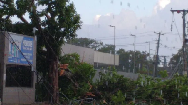 Imagem ilustrativa da notícia Ventania derruba postes e árvores em Icoaraci e atinge até Abelardo Santos