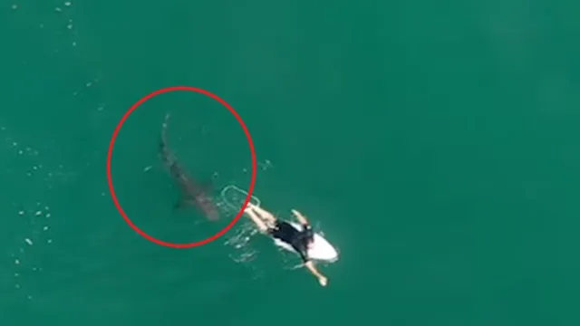 Imagem ilustrativa da notícia Vídeo mostra tubarão branco ao lado de surfista que não percebe o animal