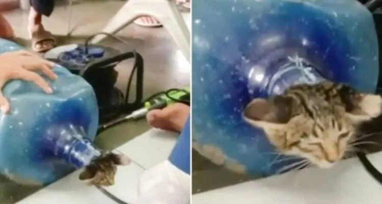 Imagem ilustrativa da notícia Gatinho fica com cabeça presa em galão de água; veja o vídeo