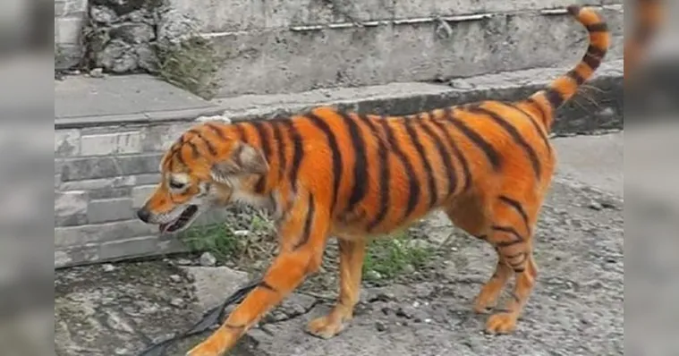 Imagem ilustrativa da notícia Cão é pintado de laranja e preto para parecer um tigre