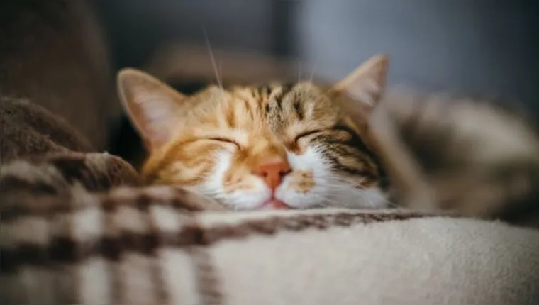 Imagem ilustrativa da notícia Seu gato dorme muito? Entenda a razão de tanto sono