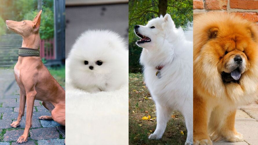 As dez raças de cães mais encantadoras e caras do mundo. Confira! • DOL As dez raças de cães mais encantadoras e caras do mundo. Confira! • DOL