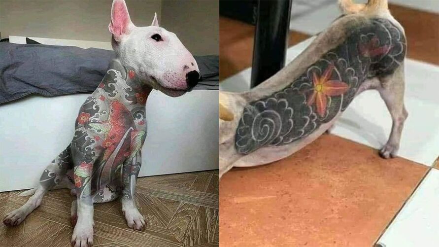 Imagem ilustrativa da notícia Tatuagem em cachorros: o que você acha dessa moda no mundo pet?