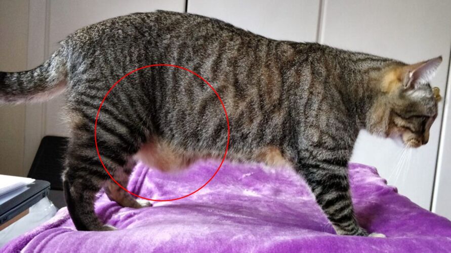 Imagem ilustrativa da notícia O que é a pelanquinha que tem na barriga dos gatos? Descubra aqui!