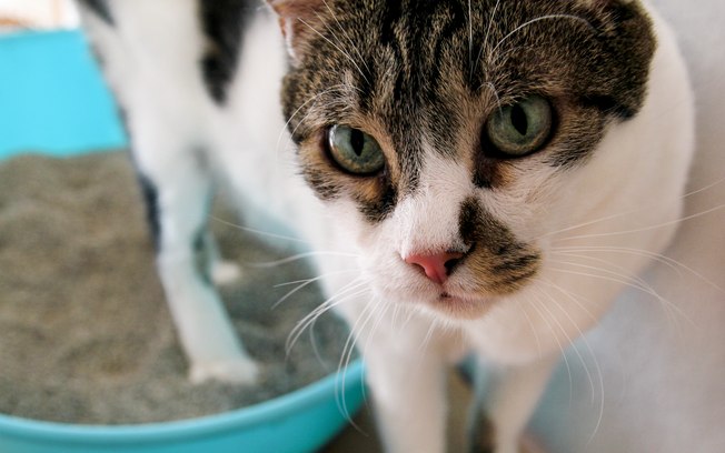 Imagem ilustrativa da notícia: Saiba como identificar sete doenças mortais em seu gato