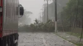 O vegetal caiu na avenida Júlio César, interditando parte da via.