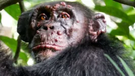 Imagem ilustrativa da notícia Cientistas registram, pela primeira vez, caso de hanseníase em chimpanzés 