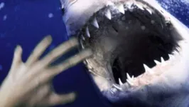 Imagem ilustrativa da notícia Banhistas são surpreendidos por tubarões durante mergulho, veja!