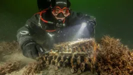 Mergulhadores alemães descobrem máquina Enigma, usada pelos militares nazistas, no fundo do Mar Báltico