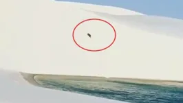 Imagem ilustrativa da notícia Felino gigante surge em praia e assusta turistas; veja o vídeo!
