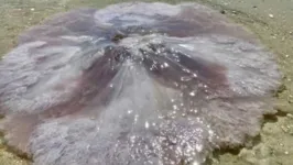 Água-viva 'malvada rosa' encontrada em praia na Flórida