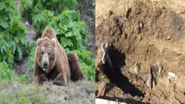 Ursos-pardos cavaram superfície de túmulos e acharam cadáveres; moradores chamaram caçadores para monitorar área