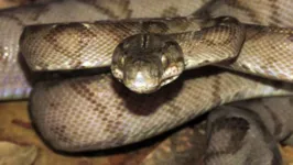 Serpente também é conhecida como 'Cobra Cachorro' ou 'Suaçuboia'
