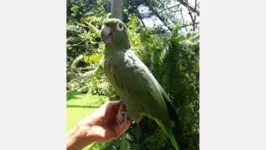 O papagaio chegou ao Parque por intermédio da Secretaria de Meio Ambiente e Sustentabilidade