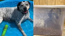 Cachorra foi encontrada dentro de um pote de ração. 