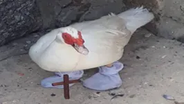 Imagem ilustrativa da notícia Pato de meias e crucifixo no pescoço é encontrado na Praia da Macumba