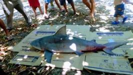 O animal ficou preso em uma rede de pescadores. 