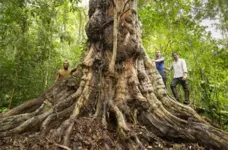 Imagem ilustrativa da notícia Pau-Brasil da época do descobrimento do país é achado na Bahia