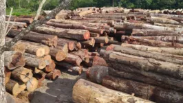 Com a quantidade de madeira apreendida seria possível encher 164 caminhões