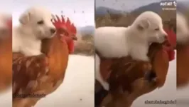 Vídeo de galinha carregando cachorrinho viralizou nas redes sociais.