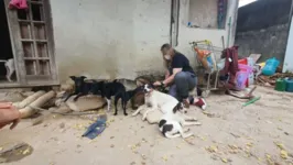 Protetores de animais estão tentando arrumar pessoas parta adotarem os cães.