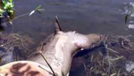 Imagem ilustrativa da notícia Imagens fortes! Cavalo morre após ser atirado de ponte; assista!