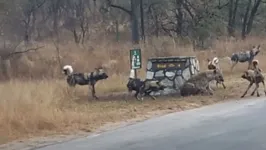 Hiena enfrenta cães selvagens em parque florestal