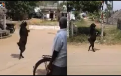 Imagem ilustrativa da notícia Cabra "humana" caminha pelas ruas e impressiona moradores; veja o vídeo