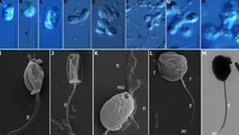 Pequeno organismo pode ser o ancestral de todos os animais da Terra