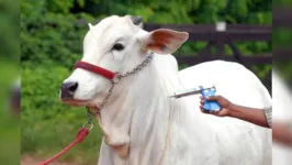 A Campanha de Vacinação Contra a Febre Aftosa, no Pará, se estende até o dia 30 de novembro. Até o final da campanha, a previsão é que sejam imunizados cerca de 9,5 milhões de bovinos e bubalinos, em 127 municípios do Estado. 