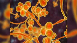 A investigação, segundo a Anvisa, é do possível primeiro caso positivo no país de Candida auris, que se tornou um dos fungos mais temidos do mundo.