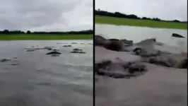 Segundo os pescadores, no Lago dos Patos, "de pato não tem nada"