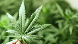 Agora, a chamada Lei Geral para Regulamentação da Cannabis deve ser votada na Câmara dos Deputados antes do término da atual legislatura, em 15 de dezembro.