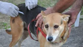 Quinze postos de vacinação estão abertos neste sábado (5), até às 13h, para mais uma etapa da Campanha de Vacinação Antirrábica de cães e gatos.