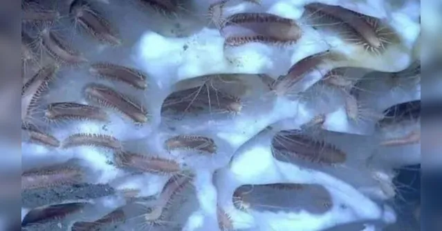 Imagem ilustrativa da notícia Cientistas descongelam e ressuscitam vermes pré-históricos de 40 mil anos