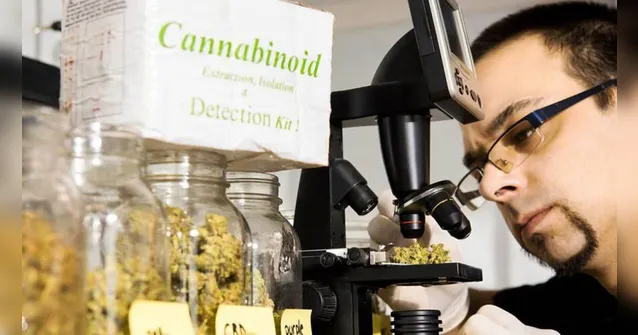Imagem ilustrativa da notícia Empresa canadense contrata provador de maconha 