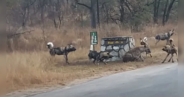 Imagem ilustrativa da notícia Hiena protege filhote de cinco cães selvagens e viraliza; veja o vídeo
