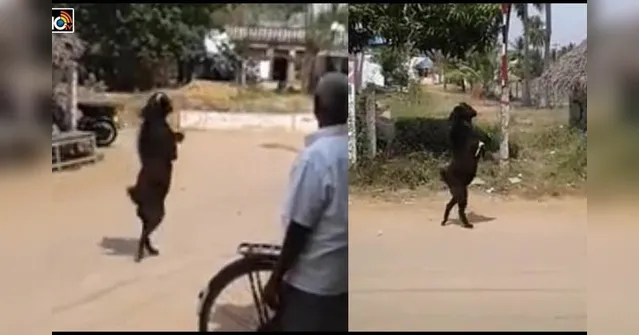Imagem ilustrativa da notícia Cabra "humana" caminha pelas ruas e impressiona moradores; veja o vídeo