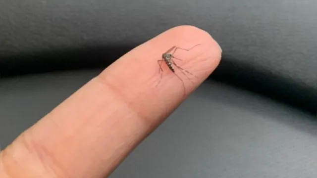 Imagem ilustrativa da notícia Cientistas brasileiros criam repelente que “engana” mosquito da dengue