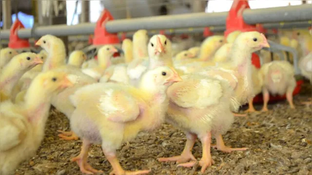Imagem ilustrativa da notícia Carne artificial de frango é vendida pela 1ª vez no mundo 