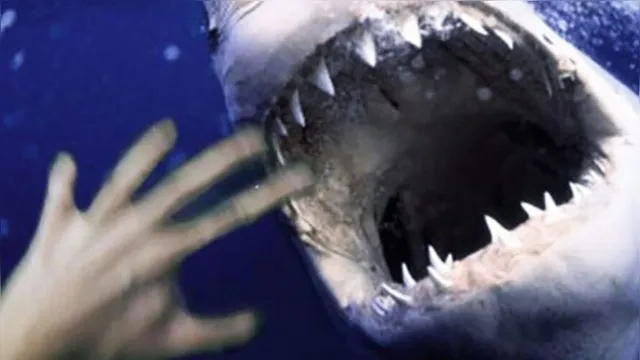 Imagem ilustrativa da notícia Banhistas são surpreendidos por tubarões durante mergulho, veja!