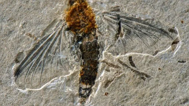 Imagem ilustrativa da notícia Fóssil de inseto voador de 125 milhões de anos é encontrado no Ceará