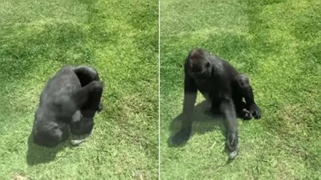 Imagem ilustrativa da notícia Gorila é flagrado tentando ajudar pássaro ferido a voar; veja o vídeo!