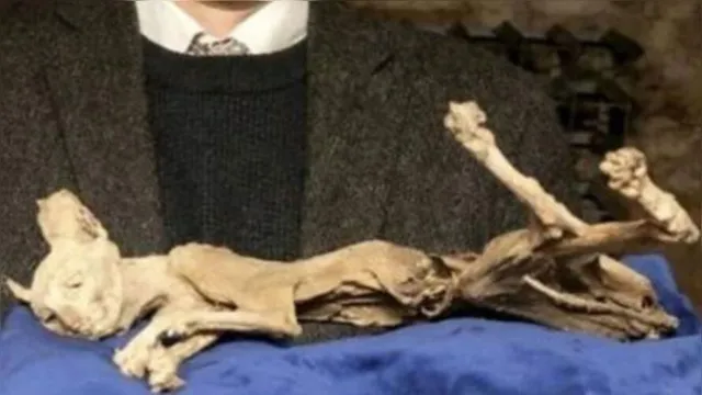 Imagem ilustrativa da notícia Gato mumificado encontrado na terra do Drácula será leiloado