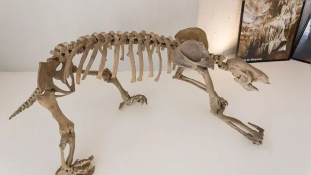 Imagem ilustrativa da notícia Fóssil de mamífero não humano com câncer é encontrado na Bahia
