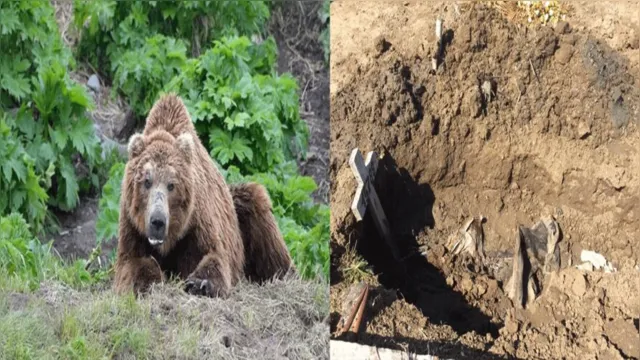 Imagem ilustrativa da notícia Ursos invadem cemitério e devoram cadáveres recém-enterrados 